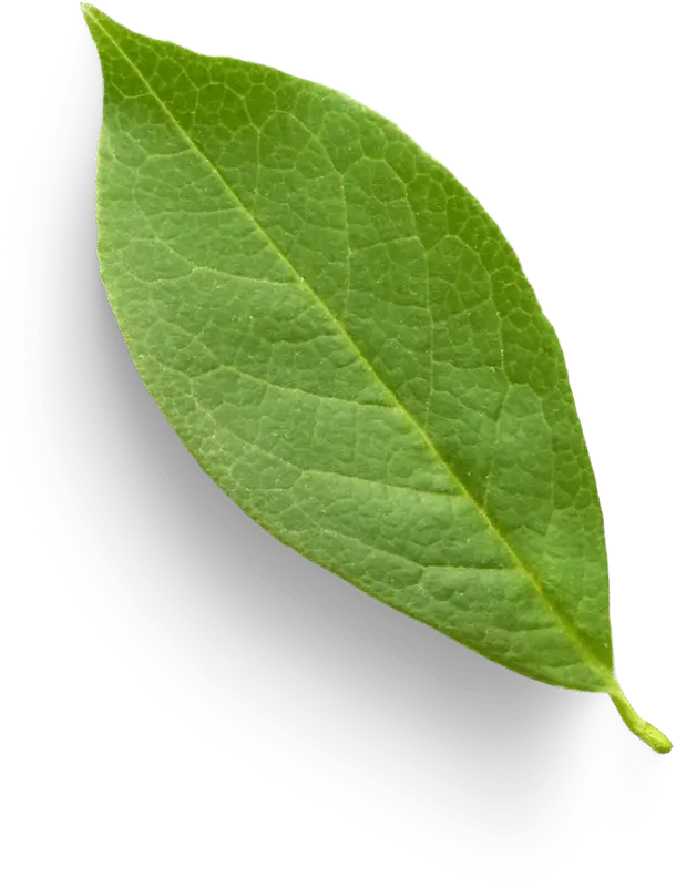 Leaf