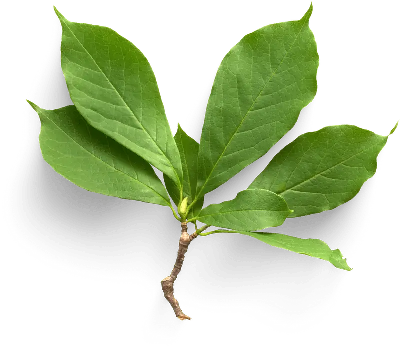 Plant Image
